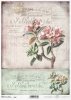 oleander, oleandry, kwiat, ogród, lato, stary dokument, R986, oleander, flower, garden, summer, old documentary, Oleander, Blume, Garten, Sommer, altes Dokument, adelfa, flor, jardín, verano, documental antiguo